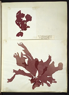 Algal Gallery: Rhodomenia reniformis, seaweed