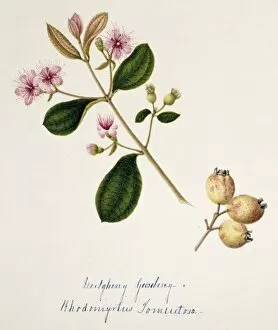 Rhodomytris torneutosa, gooseberry
