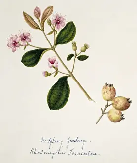 Myrtales Prints: Rhodomytris torneutosa, gooseberry