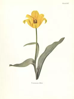 Elsie Gallery: Rhodope tulip, Tulipa hungarica