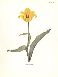 Elsie Gallery: Rhodope tulip, Tulipa hungarica