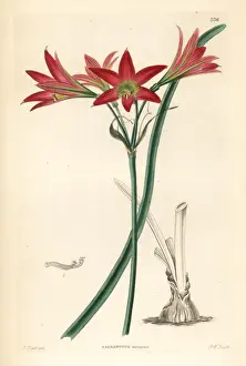 Rhodophiala advena