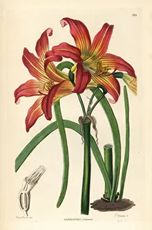 Meadow Collection: Rhodophiala pratensis