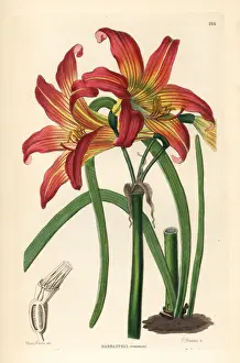 Rhodophiala pratensis