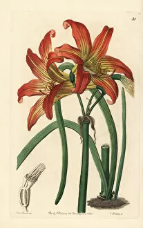 Edwards Gallery: Rhodophiala pratensis, amaryllis from Chile