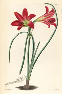 Dalton Prints: Rhodophiala rosea
