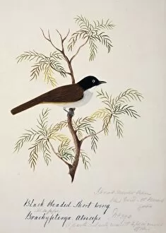 1829 1928 Collection: Rhopocichla atriceps, dark-fronted babbler