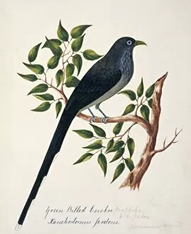 Margaret Bushby La Cockburn Collection: Rhopodytes viridirostris, blue-faced malkoha