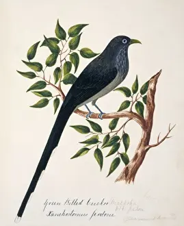 Malkoha Prints: Rhopodytes viridirostris, blue-faced malkoha