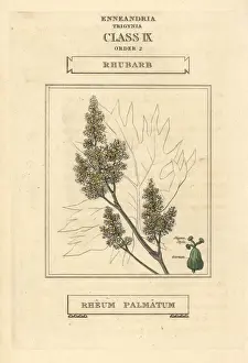 Rheum Prints: Rhubarb, Rheum palmatum