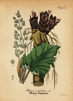 Rheum Prints: Rhubarb, Rheum rhabarbarum