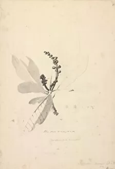 Anacardiaceae Gallery: Rhus artrum