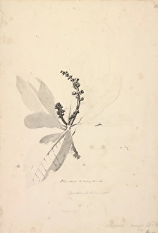 Anacardiaceae Gallery: Rhus artrum
