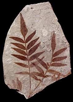 Anacardiaceae Gallery: Rhus stellariaefolia, rhus