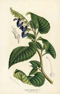 Rhynchoglossum notonianum