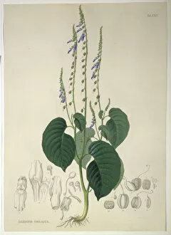 Lamiales Gallery: Rhynchoglossum obliquum