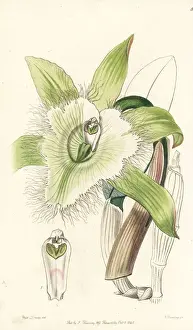 Honduras Prints: Rhyncholaelia digbyana orchid