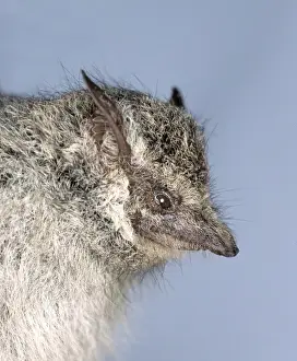 Ugly Prints: Rhynchonycteris naso, proboscis bat