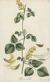 Zanzibar Prints: Rhynchosia malacophylla