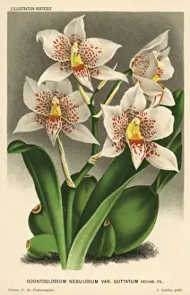 Odontoglossum Prints: Rhynchostele aptera orchid