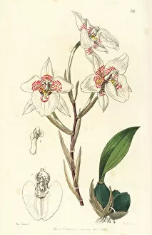 Rhynchostele cervantesii subsp. membranacea orchid