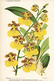 Stroobant Collection: Rhynchostele londesboroughiana orchid