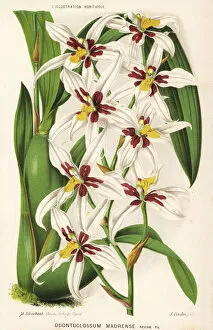 Stroobant Collection: Rhynchostele madrensis orchid