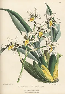 Rhynchostele madrensis orchid