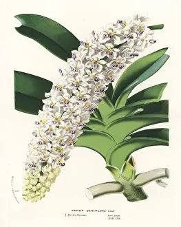 Flore Prints: Rhynchostylis gigantea orchid