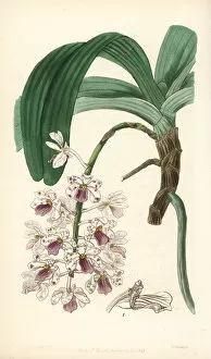 Rhynchostylis gigantea subsp. violacea orchid