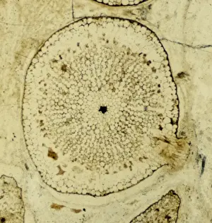 Stem Prints: Rhynia major, fossilised plant