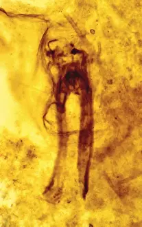 Fossilised Prints: Rhyniognatha hirsti