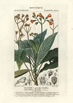 Dizionario Collection: Rhytidophyllum grande