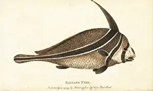 Georgeedwards Prints: Ribband fish, unknown species