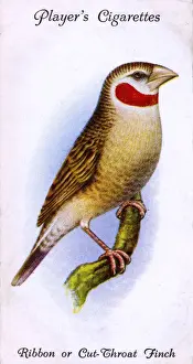 Throat Prints: Ribbon or Cut-Throat Finch
