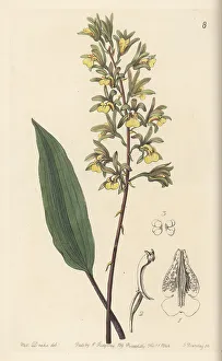 Gardening Prints: Ribbon orchid, Tainia bicornis
