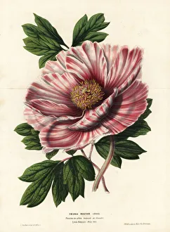 Flandre Gallery: Ribboned peony of Flanders, Paeonia moutan vittata