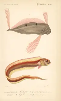 Dorbigny Prints: Ribbonfish and red bandfish