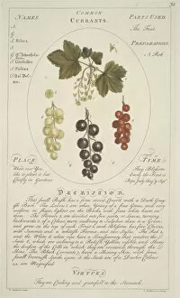 Edible Gallery: Ribes sativum, common currant