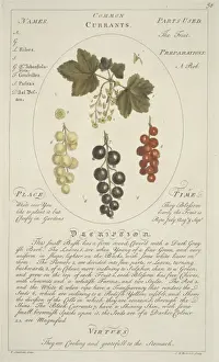 Currant Prints: Ribes sativum, common currant