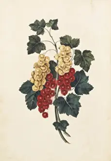Currant Prints: Ribes sativum, white and red currants