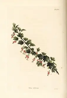 Currant Prints: Ribes triflorum