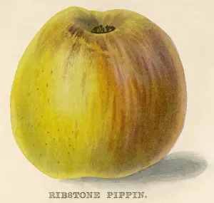 Pippin Prints: Ribstone Pippin Apple