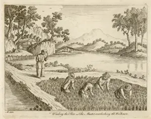 Over Looking Prints: Rice in China - 1