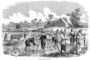 Rice Prints: Rice cultivation in Manila, Philippines