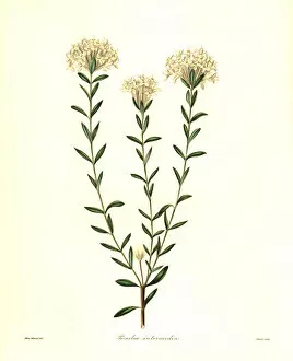 Nevitt Collection: Rice flower, Calyptrostegia intermedia