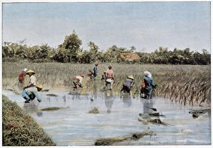 The rice harvest. Date: 1890s