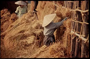 Rice Prints: Rice Harvest, Japan