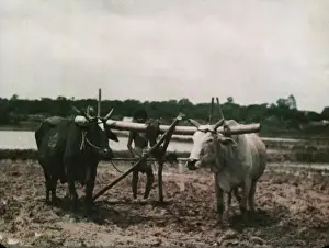Rice - Kokine, paddy plough - Rangoon
