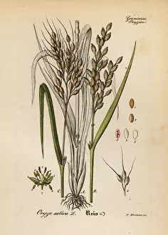 Rice Prints: Rice, Oryza sativa